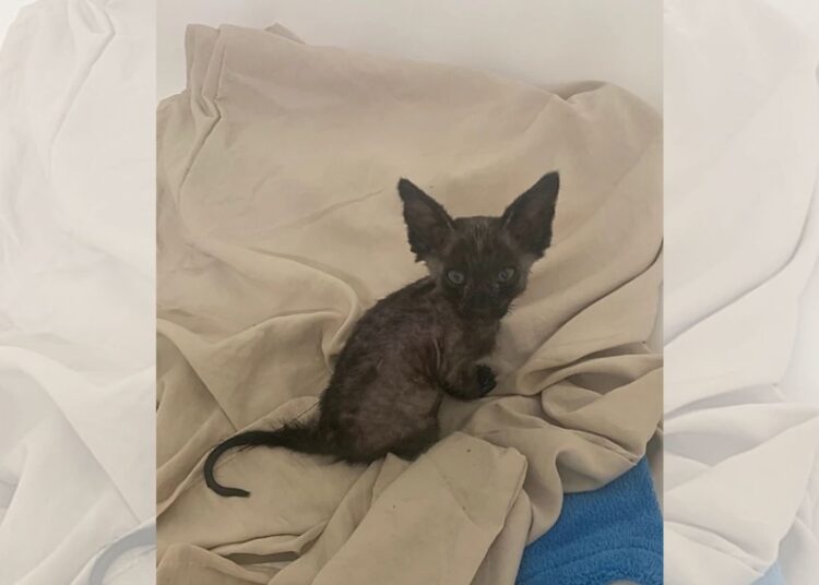 De filhote perdido a rainha: o resgate que mudou a vida da gata de rua