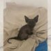De filhote perdido a rainha: o resgate que mudou a vida da gata de rua