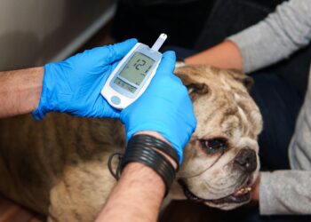 Dia Mundial da Diabetes: entenda os sinais que você ignora no seu pet