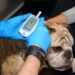 Dia Mundial da Diabetes: entenda os sinais que você ignora no seu pet
