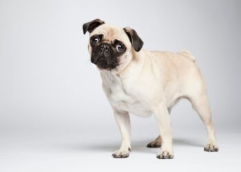 Diabetes: saiba as raças de cachorro com maior predisposição à doença