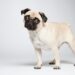 Diabetes: saiba as raças de cachorro com maior predisposição à doença
