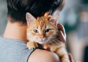 Disputa por custódia de gato custa R$ 130 mil e leva amigas à Justiça