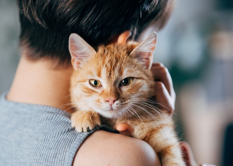 Disputa por custódia de gato custa R$ 130 mil e leva amigas à Justiça
