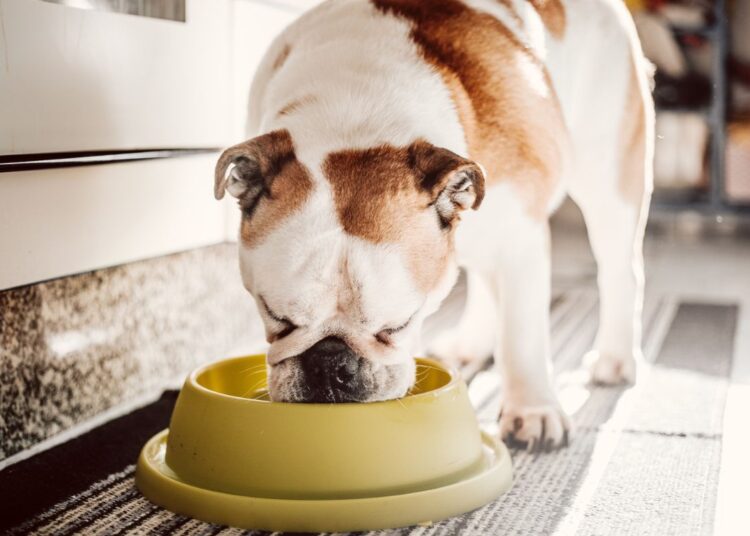 Do vira-lata ao buldogue: o que seu cão nunca deve comer