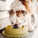 Do vira-lata ao buldogue: o que seu cão nunca deve comer