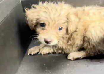 Em ato de profunda gentileza, jovem salva cachorro abandonado da morte