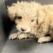 Em ato de profunda gentileza, jovem salva cachorro abandonado da morte