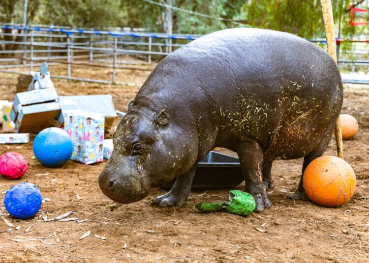 Em festa, hipopótamo-pigmeu mais velha do mundo comemora 52 anos