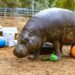 Em festa, hipopótamo-pigmeu mais velha do mundo comemora 52 anos