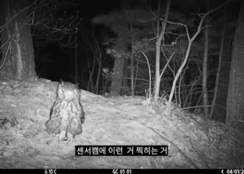 Espécie rara e ameaçada de extinção é flagrada por pesquisadores