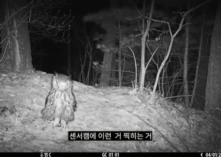 Espécie rara e ameaçada de extinção é flagrada por pesquisadores
