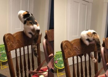 Gatinha resgatada ganha prêmio on-line por hábito curioso; saiba qual
