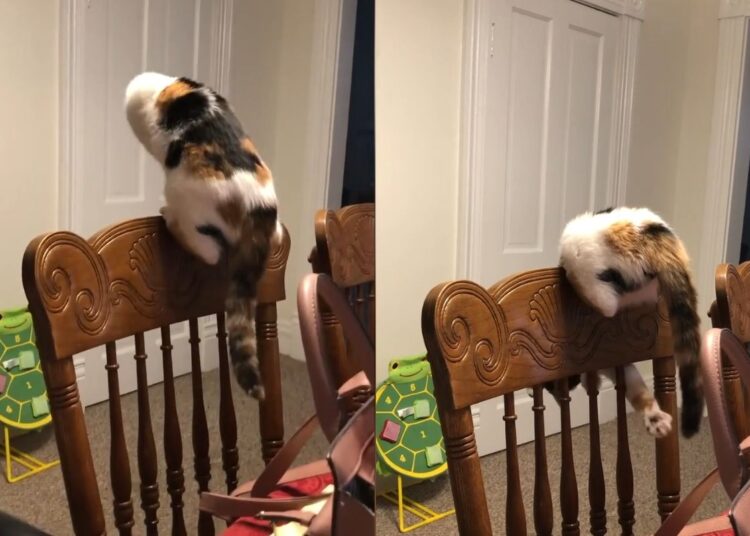 Gatinha resgatada ganha prêmio on-line por hábito curioso; saiba qual