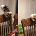 Gatinha resgatada ganha prêmio on-line por hábito curioso; saiba qual