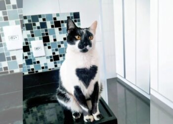 Gato SRD é eleito o mais bonito do Brasil com “marca de amor”