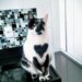 Gato SRD é eleito o mais bonito do Brasil com “marca de amor”