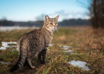 Gato híbrido? Conheça 5 raças originadas de felinos selvagens