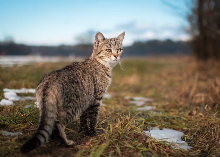 Gato híbrido? Conheça 5 raças originadas de felinos selvagens