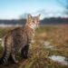 Gato híbrido? Conheça 5 raças originadas de felinos selvagens