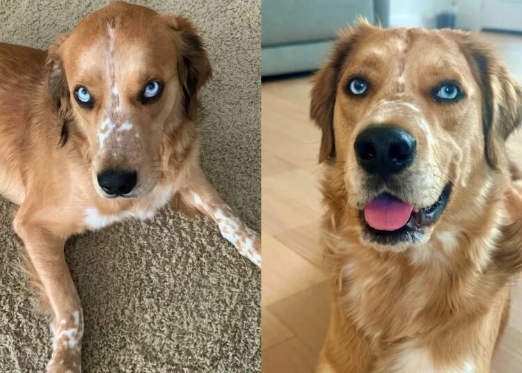 Golden retriever chama atenção por característica incomum para a raça