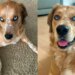 Golden retriever chama atenção por característica incomum para a raça