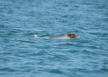 Hábito inusitado de golfinhos chama atenção e tem explicação curiosa