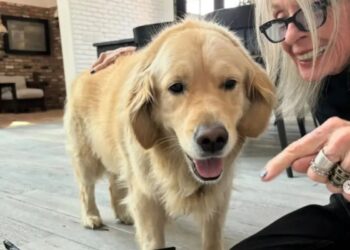 Herança para pets: tudo o que você precisa saber, segundo especialista