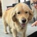 Herança para pets: tudo o que você precisa saber, segundo especialista