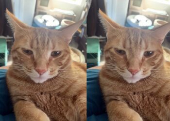 Homem que “não gosta de gatos” é desmentido pela esposa na web