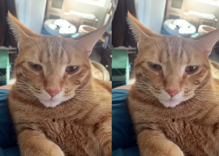 Homem que “não gosta de gatos” é desmentido pela esposa na web