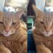 Homem que “não gosta de gatos” é desmentido pela esposa na web