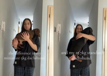 Irmãos cachorros, dois “salsichas”, viralizam e impressionam a web