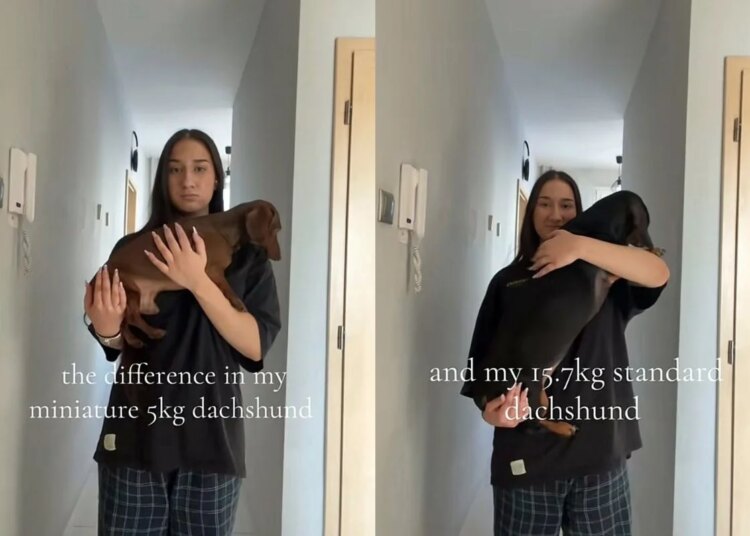 Irmãos cachorros, dois “salsichas”, viralizam e impressionam a web