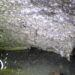 Maior teia do mundo tem mais de 111 mil aranhas, veja fotos