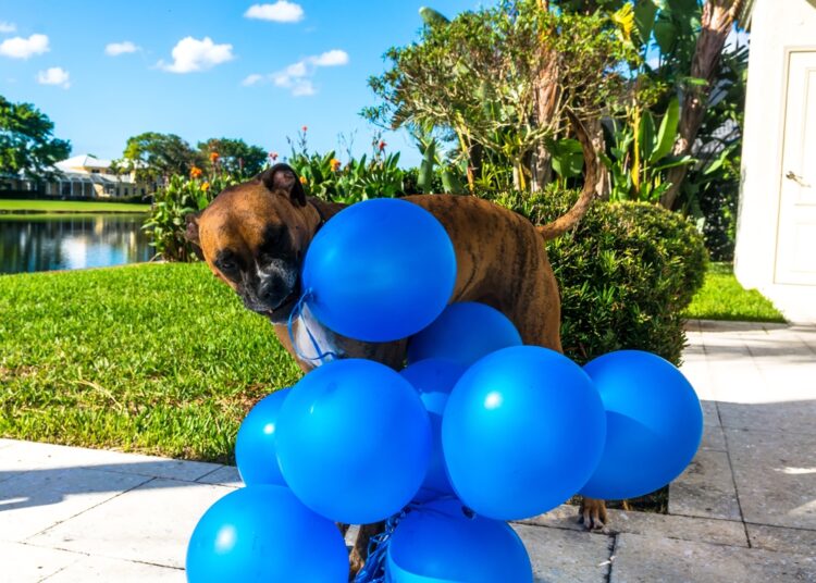 Novembro Azul: pets podem ter câncer de próstata; saiba os sintomas