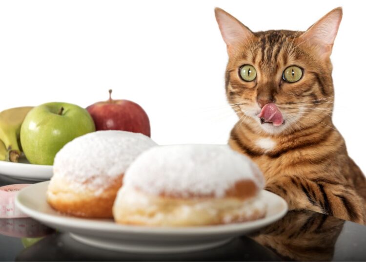 O doce engano: por que açúcar não combina com a dieta do gato