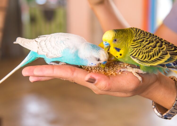 Pássaros também podem ter obesidade; veterinária explica os riscos