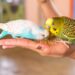 Pássaros também podem ter obesidade; veterinária explica os riscos