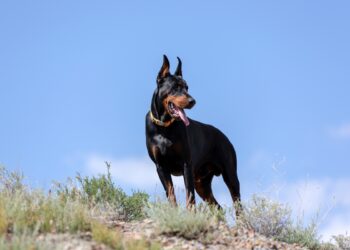 Pinscher turbinado? A raça dobermann e sua origem curiosa