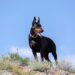 Pinscher turbinado? A raça dobermann e sua origem curiosa