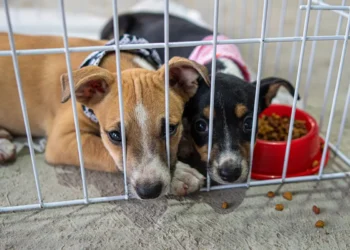 No momento, você está visualizando Prefeitura promove nova edição do PetDay com incentivo à adoção de cães e gatos