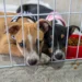 No momento, você está visualizando Prefeitura promove nova edição do PetDay com incentivo à adoção de cães e gatos