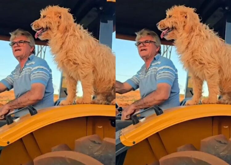 Que grude! Amizade entre cachorro “carrapato” e tutor conquista a web