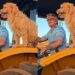 Que grude! Amizade entre cachorro “carrapato” e tutor conquista a web