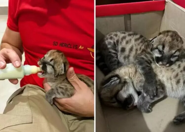 Resgate de dois bebês onça abandonados derrete corações