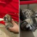 Resgate de dois bebês onça abandonados derrete corações