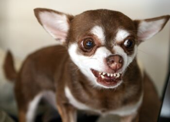 Saiba por que os cachorros cheiram as partes íntimas das pessoas