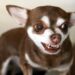 Saiba por que os cachorros cheiram as partes íntimas das pessoas