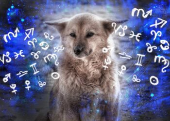 Saiba qual raça de cachorro você deveria ter de acordo com seu signo